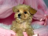 Malti̇poo Ci̇nsi̇ Yavrular Ev Üreti̇mi̇