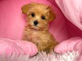 Malti̇poo Ci̇nsi̇ Yavrular Ev Üreti̇mi̇