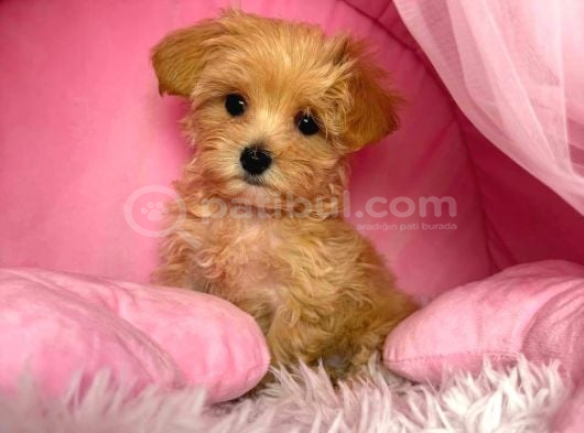MALTİPOO CİNSİ YAVRULAR EV ÜRETİMİ