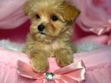 Malti̇poo Ci̇nsi̇ Yavrular Ev Üreti̇mi̇