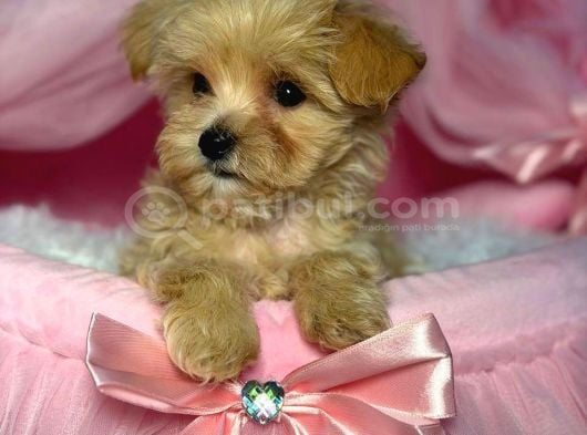 Malti̇poo Ci̇nsi̇ Yavrular Ev Üreti̇mi̇ görsel