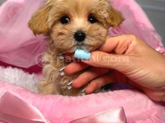 MALTİPOO CİNSİ YAVRULAR EV ÜRETİMİ