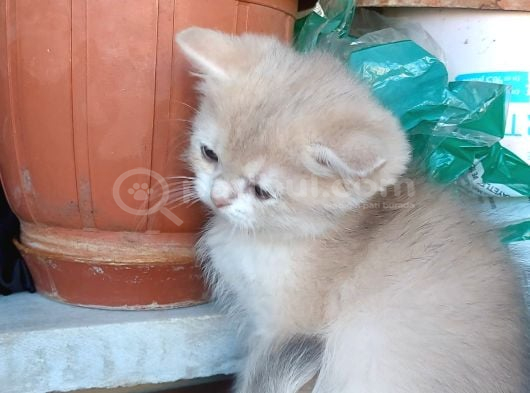 Irkının En Güzellerinden British Golden Ve Blue Golden Yavru görsel