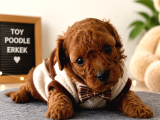 Mi̇cro Kore Teacup Poodle Yavrulari Yuvarlak Küçük Yüz