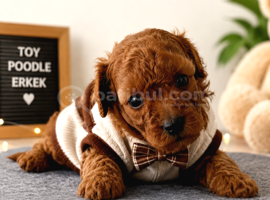 Mi̇cro Kore Teacup Poodle Yavrulari Yuvarlak Küçük Yüz görsel