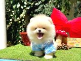 Pomeranian Boo Ultra Minik Ayiciklar