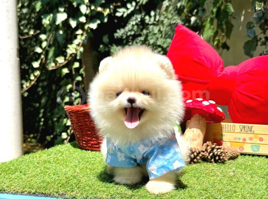Pomeranian Boo Ultra Minik Ayiciklar görsel
