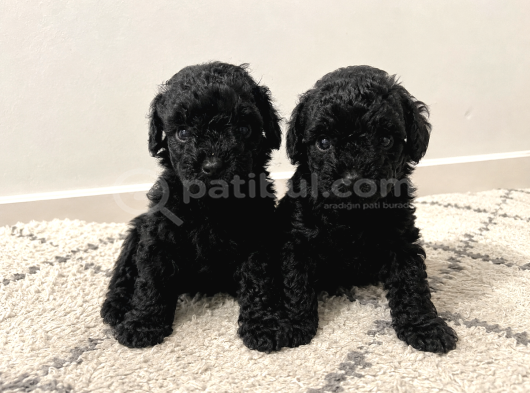Irk saglık Garantili Siyah Toy Poodle Bebekler