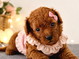Mi̇cro Kore Teacup Poodle Yavrulari Yuvarlak Küçük Yüz