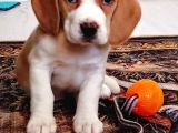 11 Aylık Beagle
