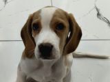 11 Aylık Beagle