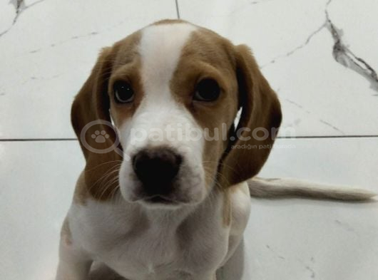 11 Aylık Beagle görsel