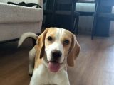11 Aylık Beagle