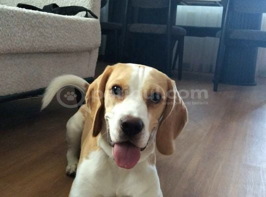 11 Aylık Beagle görsel