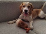 11 Aylık Beagle