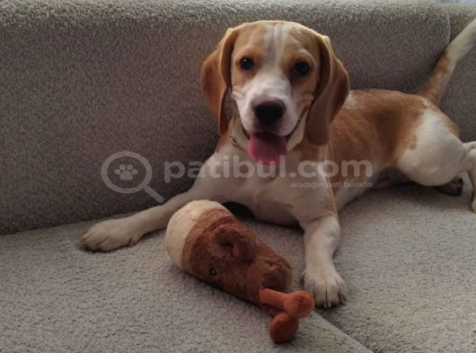 11 Aylık Beagle görsel