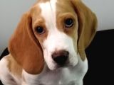 11 aylık beagle