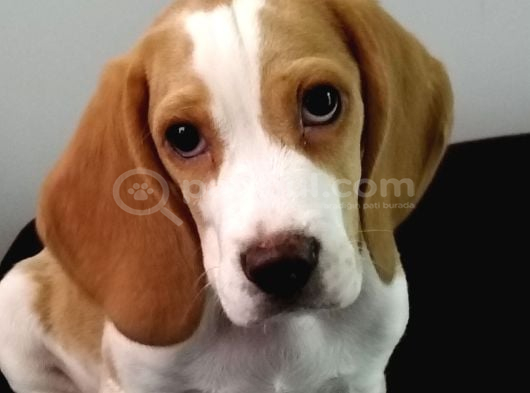 11 aylık beagle