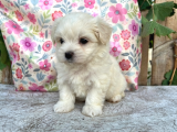 Safkan Maltese Yavrular