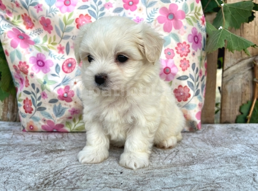 Safkan Maltese Yavrular görsel