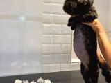 Irk Saglık Garantili Siyah Toy Poodle Bebekler