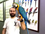Full evcil eğitimli SARILACİVERT MACAW PAPAĞANIMIZ