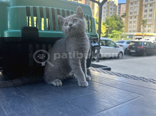 Anne altından çok güzel british shorthair yavrumuz