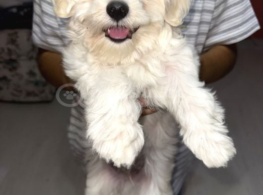 0 numara maltese
