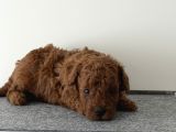 Mi̇cro Kore Teacup Poodle Yavrulari Yuvarlak Küçük Yüz