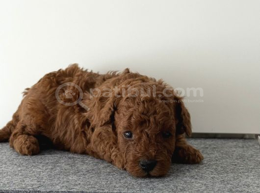 Mi̇cro Kore Teacup Poodle Yavrulari Yuvarlak Küçük Yüz görsel