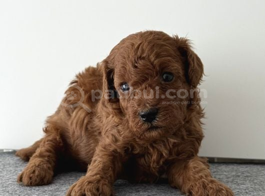Mi̇cro Kore Teacup Poodle Yavrulari Yuvarlak Küçük Yüz görsel