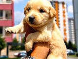 Safkan Golden Retriever Yavruları