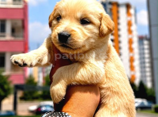 Safkan Golden Retriever Yavruları