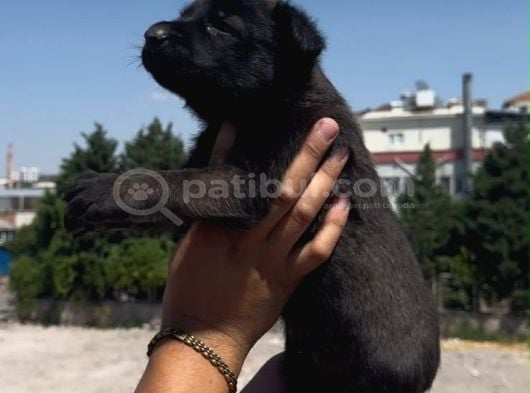 Romanya Kan Hattı Koyu Renk Belçika Kurdu Yavrusu görsel