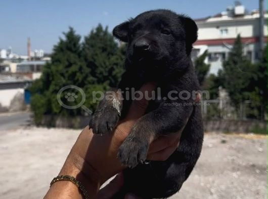 Romanya Kan Hattı Koyu Renk Belçika Kurdu Yavrusu görsel