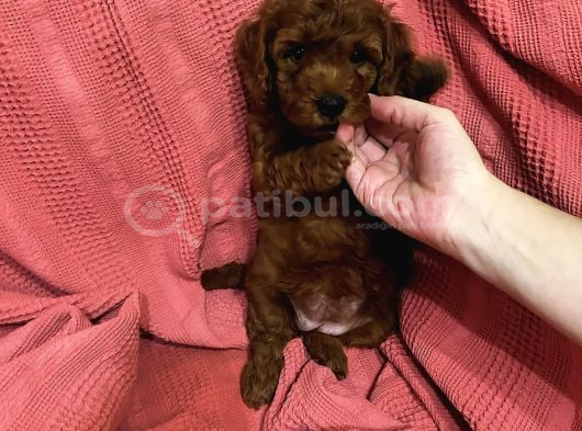 ORJİNAL TOY POODLE SON BİR YAVRUMUZ