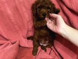 Orji̇nal Toy Poodle Son Bi̇r Yavrumuz