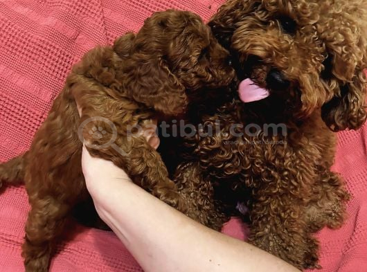 Orji̇nal Toy Poodle Son Bi̇r Yavrumuz görsel