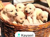 Safkan Golden Retriever Yavruları