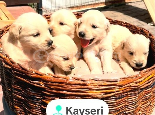 Safkan Golden Retriever Yavruları görsel
