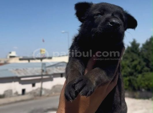 Romanya Kan Hattı Koyu Renk Belçika Kurdu Yavrusu görsel