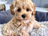 Safkan Anne Babadan Maltipoo Yavrularımız