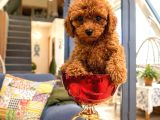 Toy Poodle Red Yavru Erkek Dişi Teacup Mikro Aşılı