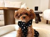 Orjınal Gerçek Kore poodle Teddy surat