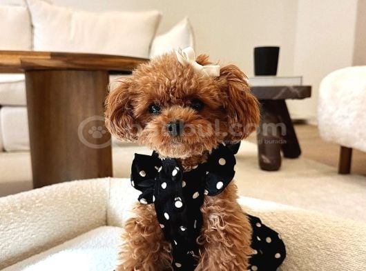 Orjınal Gerçek Kore poodle Teddy surat