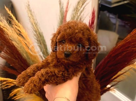 Orjınal Gerçek Kore poodle Teddy surat