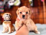 İpeksi Tüyler Muhteşem Karakter Maltipoo Bebekler