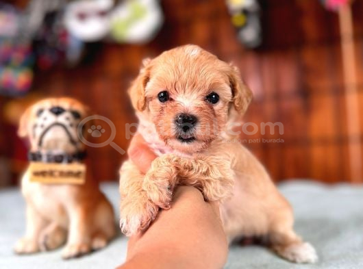 İpeksi Tüyler Muhteşem Karakter Maltipoo Bebekler görsel