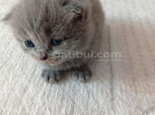Mavi Boncuklar Yeni Yuvasını Arıyor görsel