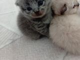 Mavi Boncuklar Yeni Yuvasını Arıyor